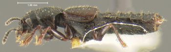 Media type: image;   Entomology 24059 Aspect: habitus lateral view